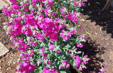 Apartments Jeličić - Foto 58