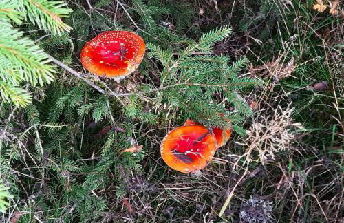 Fewo Schwarzwald Von Oben - Kniebis - Foto 27