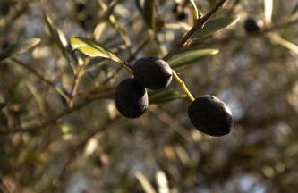 Boutique Hotel Villa Monty Banks - Foto 34