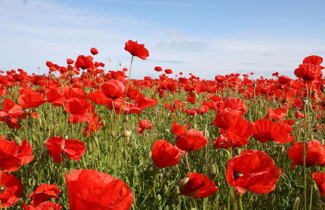 Schoene Ferienwohnung in Stellshagen mit Garten - Foto 13
