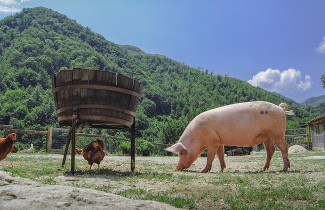 Agriturismo La Ferrera - Foto 19