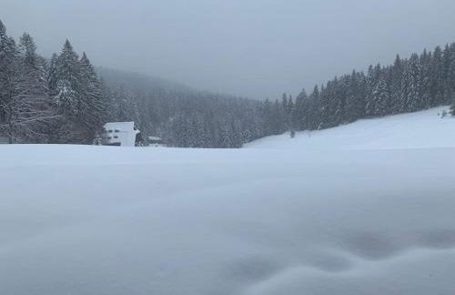Natur pur im Nationalpark Schwarzwald - Foto 16