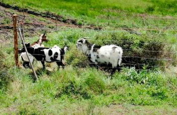 Casas na montanha vistas fantásticas com piscina - Foto 14
