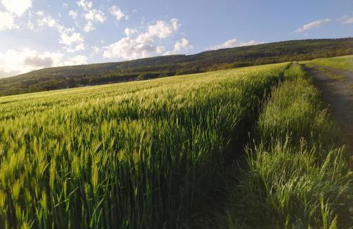 Haus Kellerwald - Ferienwohnung Kellerwald-Edersee - Foto 47