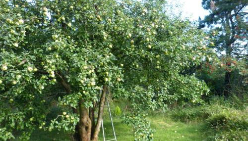 Ferienwohnung Anne - Foto 2, Garden