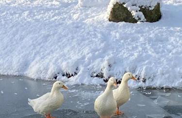 Red Squirrel Lodge - Foto 36