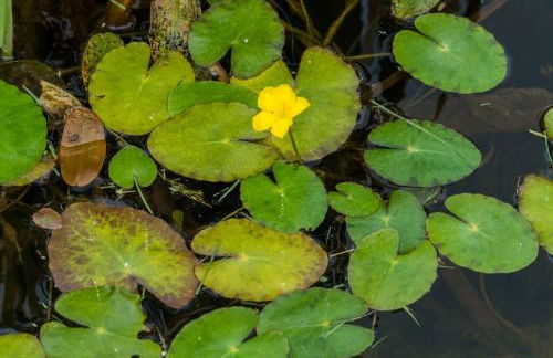 Charming tranquil Shepherds Hut with lakeside balcony 'Roach' - Foto 40