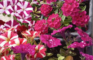 Vasilikis House - Foto 9