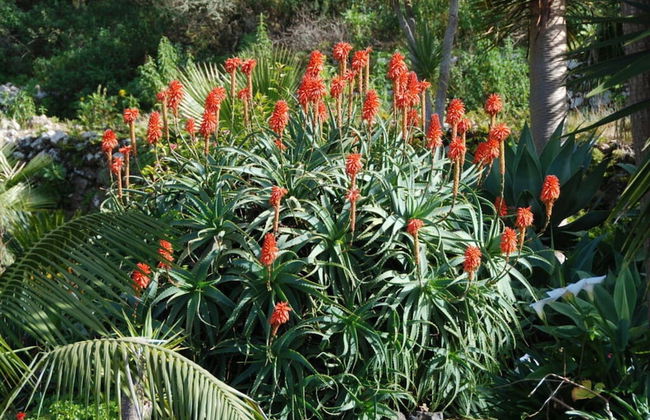 Holiday Home Finca - Foto 14