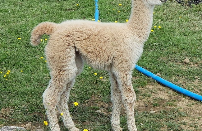 Dartmoor Reach Alpaca Farm - Foto 55