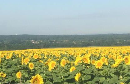 Chateau des Fouilloux - Guest House - Foto 13