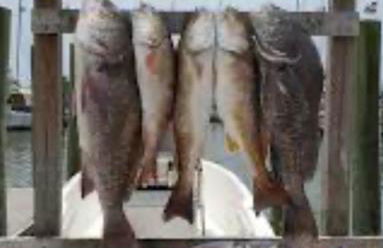 Feels like HOME escape, 1/2 Mile to beach - Foto 30