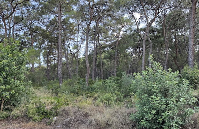 BONİTO HOUSE - Foto 36