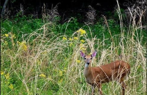 Couples Carriage House Retreat-Wineries & Hiking - Foto 21