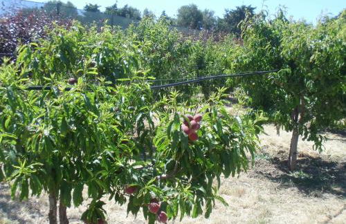 Stella Di Sicilia - Foto 38