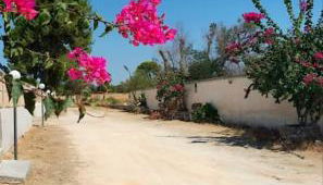 Ville Scelsa - Foto 2