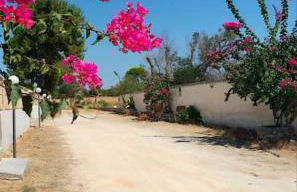 Ville Scelsa - Foto 2