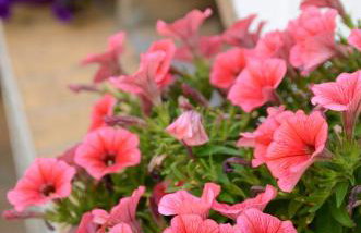 Gaia Residence - Foto 21