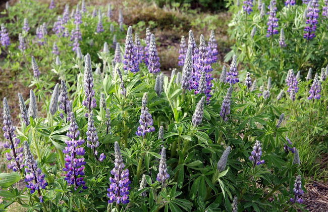 Skarðás Country Cabins - Foto 21
