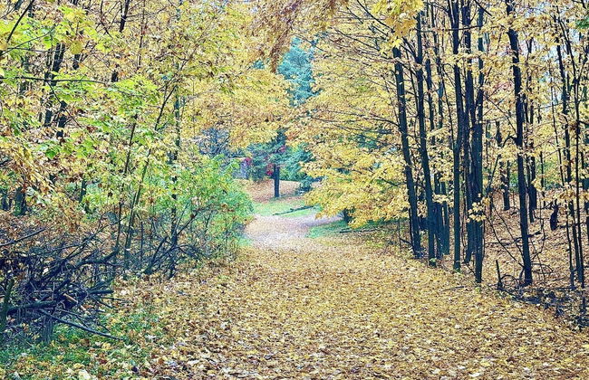 3BDR Home by Torch Lake Sandbar 11931 - Foto 43