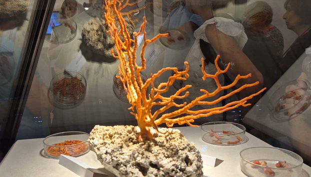 Night Tour of Alghero + Coral Museum - Foto 4