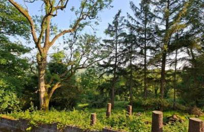 Canad Adar - Song of the Birds - Teifi Valley - Foto 42