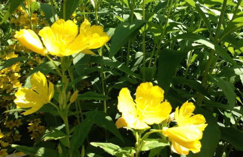 Ferienhaus in Cattenstedt Harz mit Garten - Foto 29