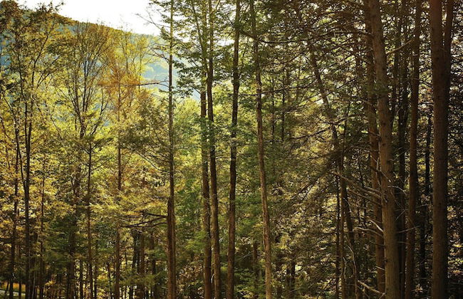 Postcard Cabins Dale Hollow, Outdoor Collection by Marriott Bonvoy - Foto 20