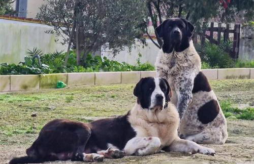 Casa Fernando Casquinha - Foto 23