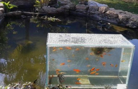 Cabana do alto, espaço privado dentro de um sitio de 20mil metros - Foto 8