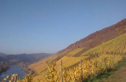 Weingut Matthias Dauns - Foto 44
