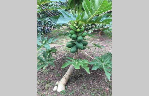 Summer house with BBQ and Garden - Foto 30