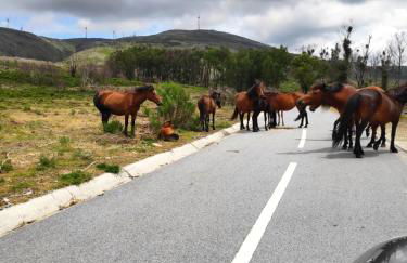 Canastro do Vidoeiro - Foto 40