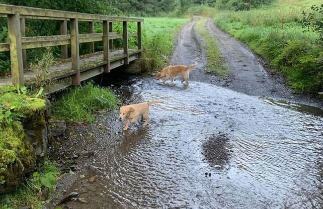 Holiday Home in Willingen With Garden - Photo 26