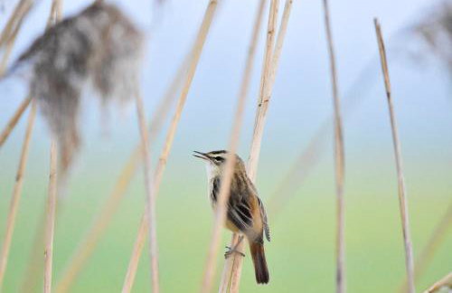 U Wileńskich - Foto 29