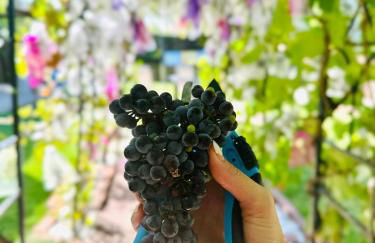 Luxury 5BR Retreat, Kid's Playroom! Near Lake Hubbard, Vineyard Views - Foto 34