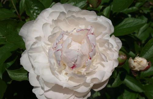 Domaine de la Cipière - Foto 35