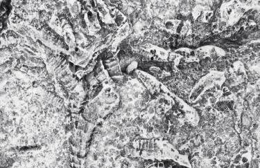 Villa Rosemary - Foto 38