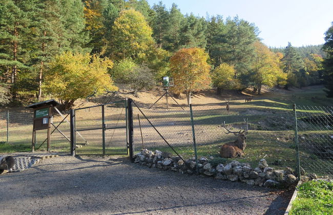 Haus Sonnenwalde - Familie Ruhe - Foto 11
