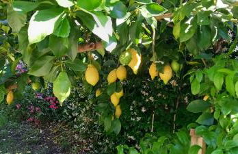 Villa Emma - Foto 50