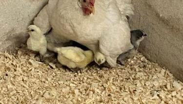 Agriturismo cergallina - Foto 5