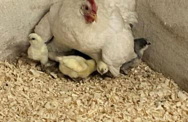 Agriturismo cergallina - Photo 5