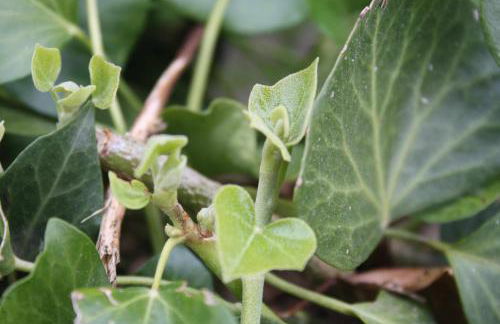 Quinta do Casal da Bica - Foto 42