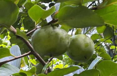 Sitio Serenar Chalés Equipados - Foto 27