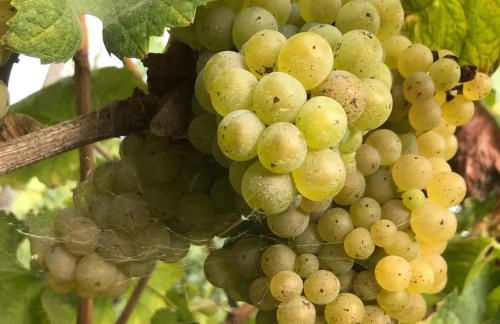 Quinta do Pinheiro - Foto 45