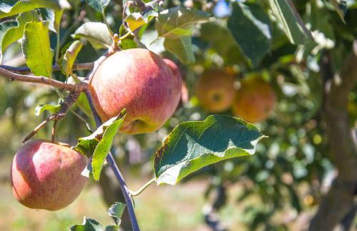 Solar Alegria - Foto 24