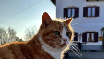 Lippschneiderhof Urlaub auf dem Bauernhof - Foto 2