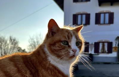 Lippschneiderhof Urlaub auf dem Bauernhof - Foto 2