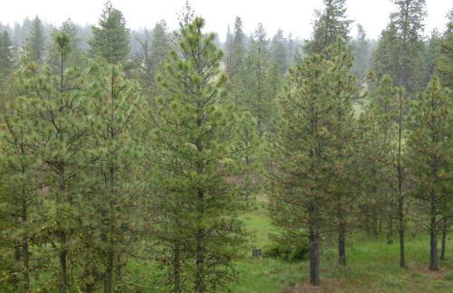 Spacious Rustic Cabin Rental with a Hot Tub in Cheney, Washington - Foto 9