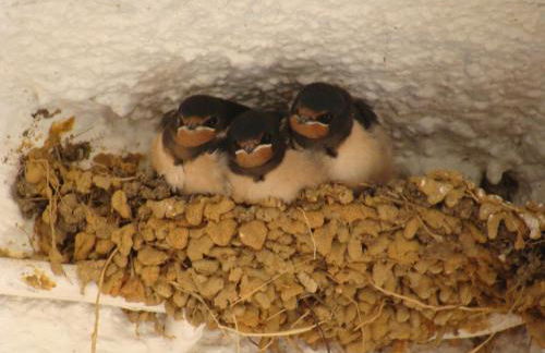Lugar das Andorinhas - Foto 31